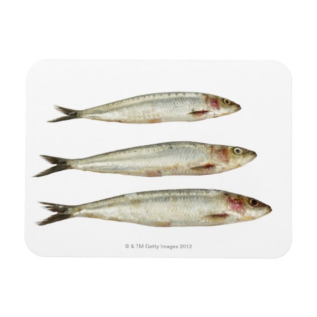 Íman Sardinhas (Pilchards) 2 (Horizontal)