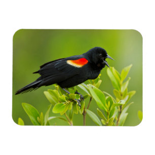 Íman Sarro-de-asa-vermelha (Agelaius Phoeniceus)