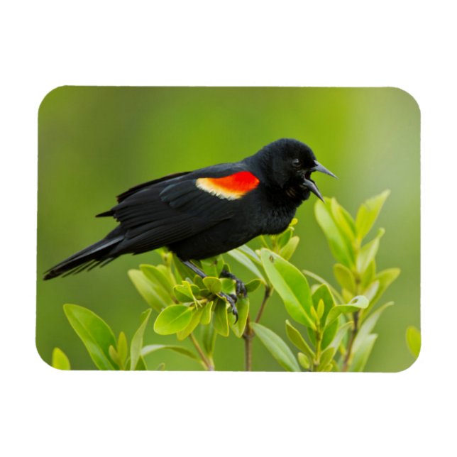 Íman Sarro-de-asa-vermelha (Agelaius Phoeniceus) (Horizontal)