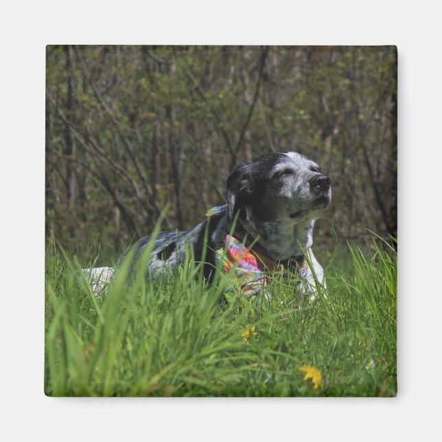 Íman Satisfacção (Frente)