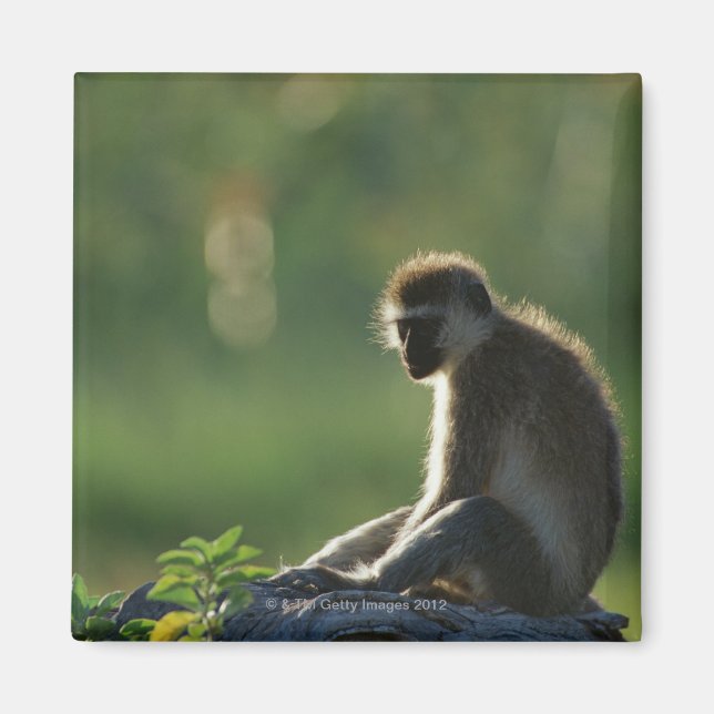 Íman Savanna Monkey (Frente)