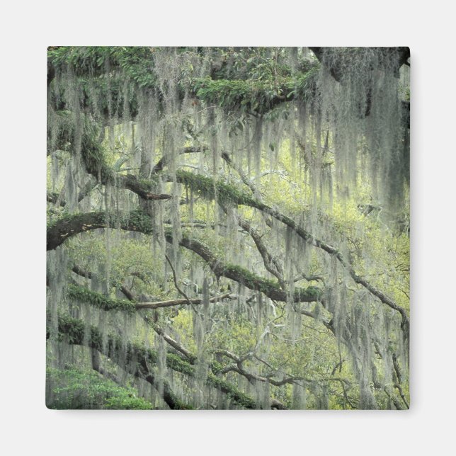 Íman Savannah, Geórgia, carvalho-vivo com (Frente)