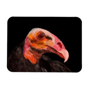 Íman Savannah Vulture