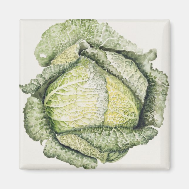 Íman Savoy Cabbage (Frente)