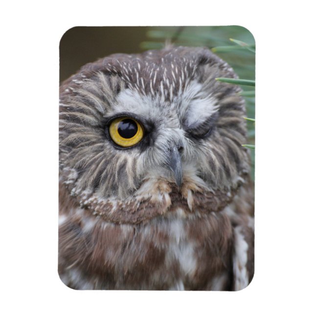 Íman Saw-whet Owl (Vertical)