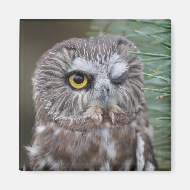 Íman Saw-whet Owl (Frente)