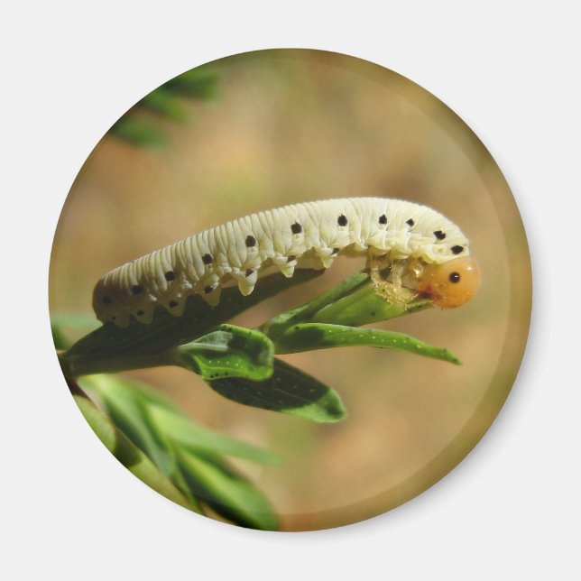 Íman Sawfly Larvae Magnet (Frente)
