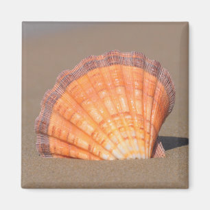 Íman Scallop Shell Crete, piscina