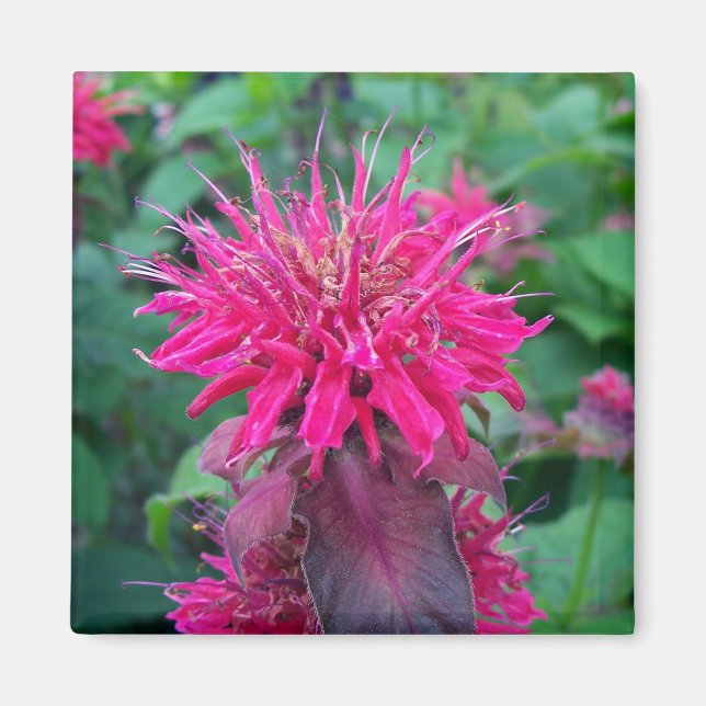 Íman Scarlet Beebalm (Frente)