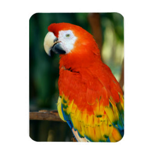 Íman Scarlet Macaw