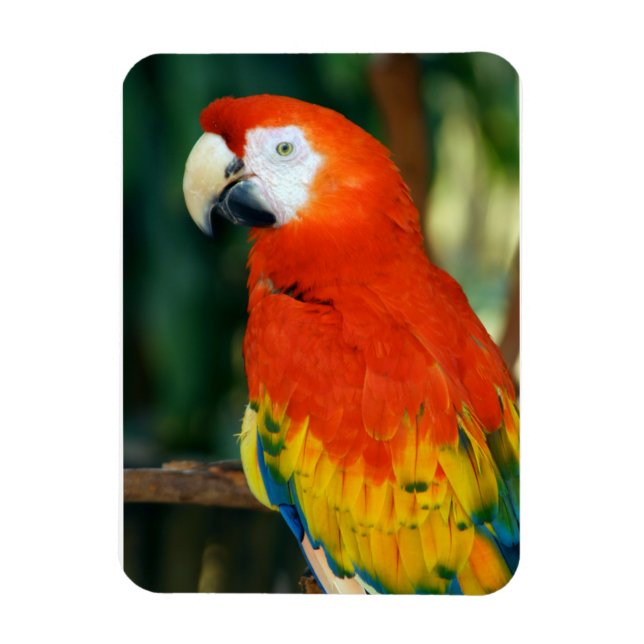 Íman Scarlet Macaw (Vertical)
