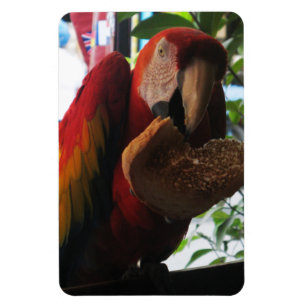 Íman Scarlet Macaw Comendo Brinde