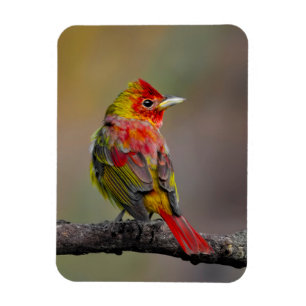 Íman Scarlet Tanager Molting - Fotografia original
