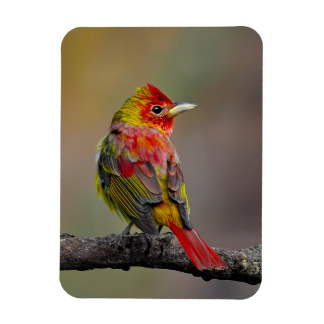 Íman Scarlet Tanager Molting - Fotografia original (Vertical)