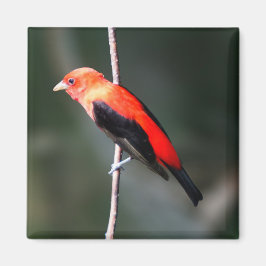 Íman Scarlet Tanager Square Magnet