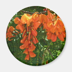 Íman Scarlet Wisteria (Sesbania punicea) OBX Magnet