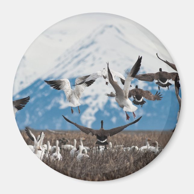 Íman Scattering Geese (Frente)
