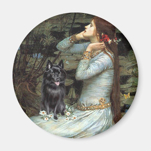 Íman Schipperke 4 - Ophelia Seated (Frente)