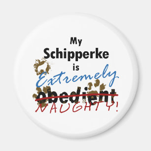 Íman Schipperke extremamente impertinente