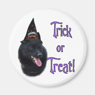 Íman Schipperke Trick