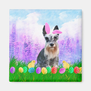 Íman Schnauzer diminuto com os pintinhos do coelho dos