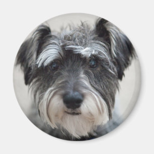 Íman Schnauzer Dog Magnet