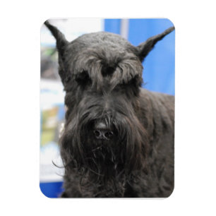 Íman Schnauzer gigante