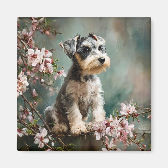 Íman Schnauzer Puppy Among Spring Cherry Blossoms (Frente)