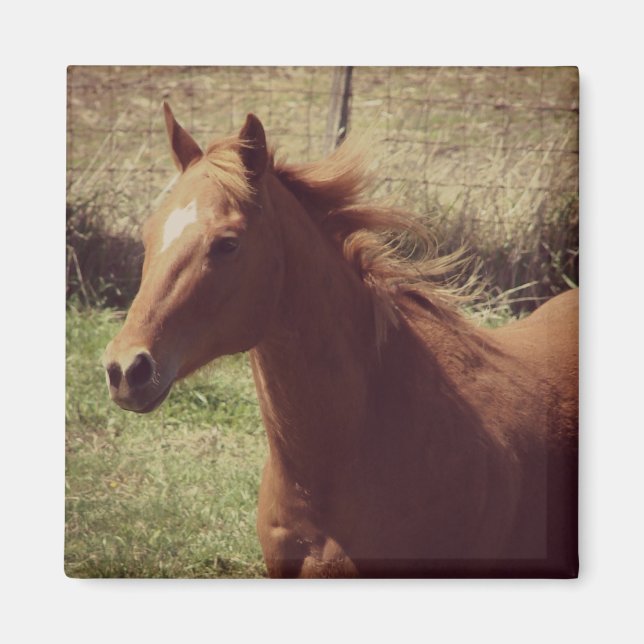 Íman Scotch in Motion (Frente)