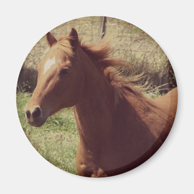 Íman Scotch in Motion (Frente)