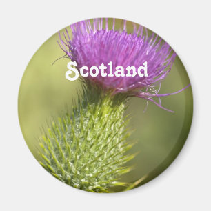 Íman Scotland Thistle