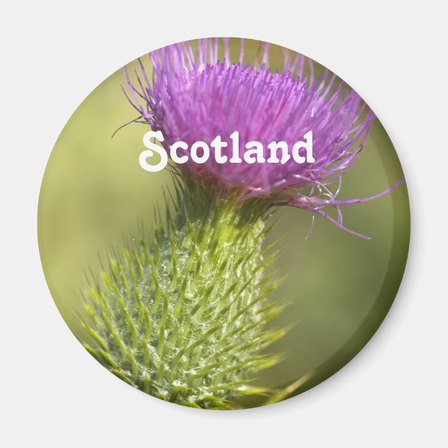 Íman Scotland Thistle (Frente)