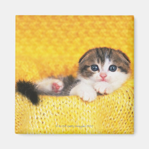 Íman Scottish Fold; é uma raça de gato com um