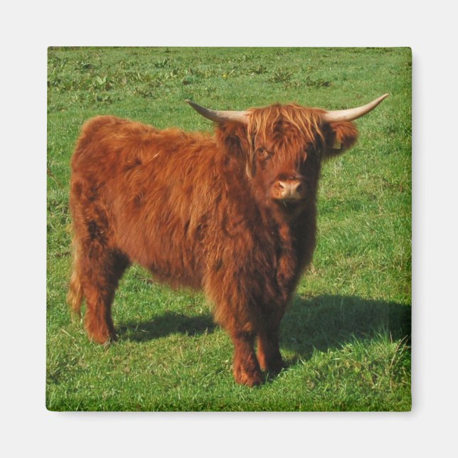 Íman Scottish Highland Cattle Magnet (Frente)