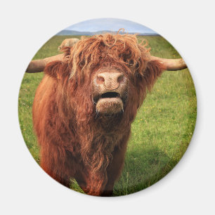 Íman Scottish país de alto Cattle - Scotland