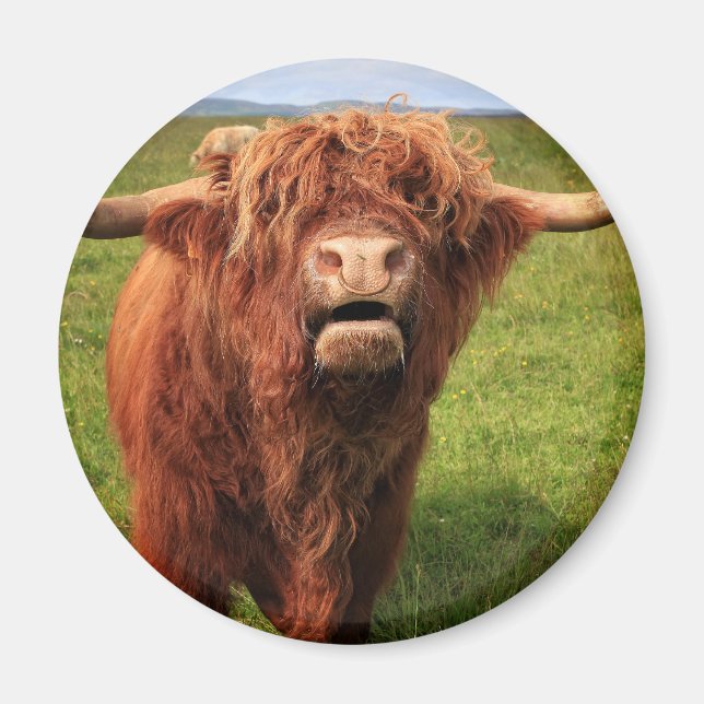 Íman Scottish país de alto Cattle - Scotland (Frente)