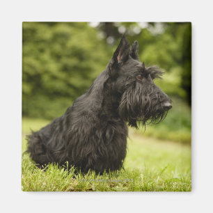 Íman Scottish Terrier