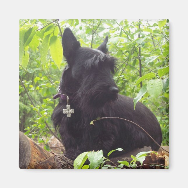 Íman Scottish Terrier de "Duide" (Frente)