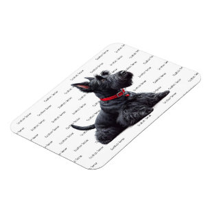 Íman Scottish Terrier in