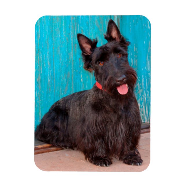 Íman Scottish Terrier sentado à porta colorida (Vertical)