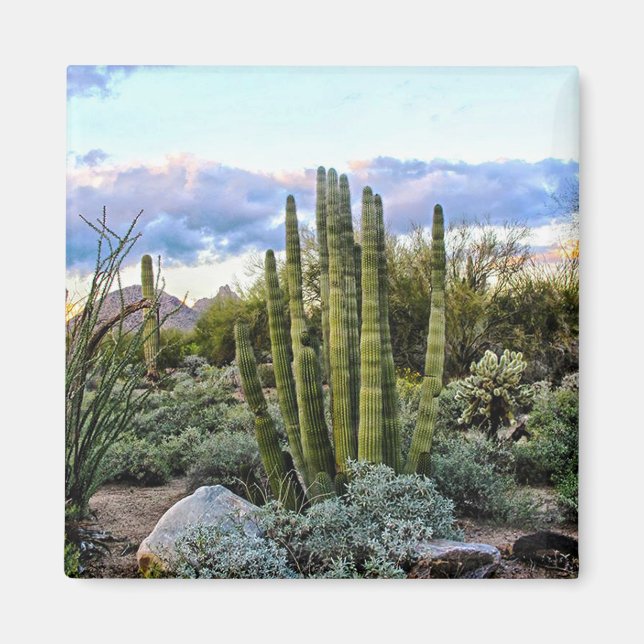 Íman Scottsdale Succulent Sunset (sem texto) (Frente)