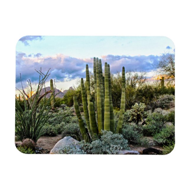 Íman Scottsdale succult Sunset (Horizontal)