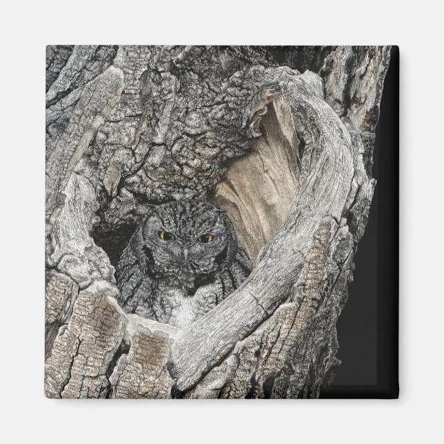 Íman Screech Owl Magnet - "Coração de São Pedro" (Frente)