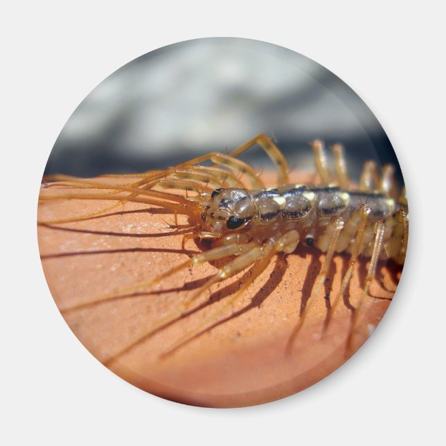 Íman Scutigera Coleoptrata Magnet (Frente)