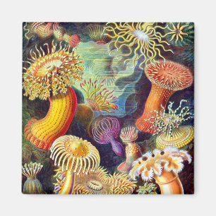 Íman Sea Anemones Ernst Haeckel Belas Artes