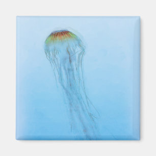 Íman Sea Nettle