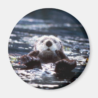 Íman Sea Otter Natação