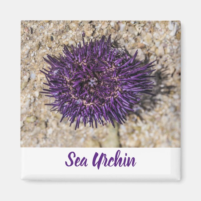 Íman Sea Urchin Ocean Beach Holiday Summer Souvenir (Frente)