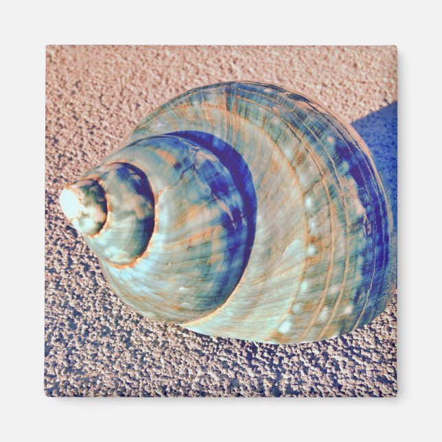 Íman Sea Welk Seashell (Frente)