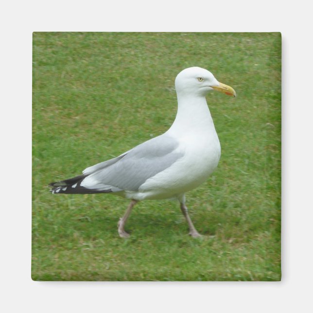 Íman Seagull caminhando no Parque (Frente)